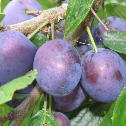 Pruimenboom 'Opal' leivorm laag (zelfbestuivend)